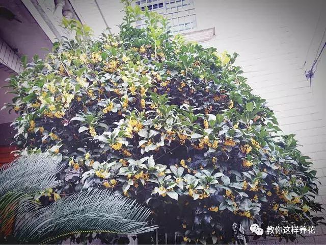 桂金贵最新门诊时间,小巷深处的特色医学之旅