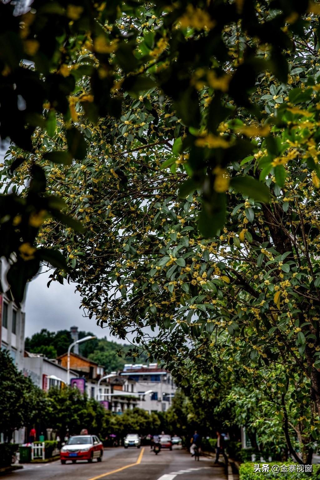 桂金贵最新门诊时间,小巷深处的特色医学之旅