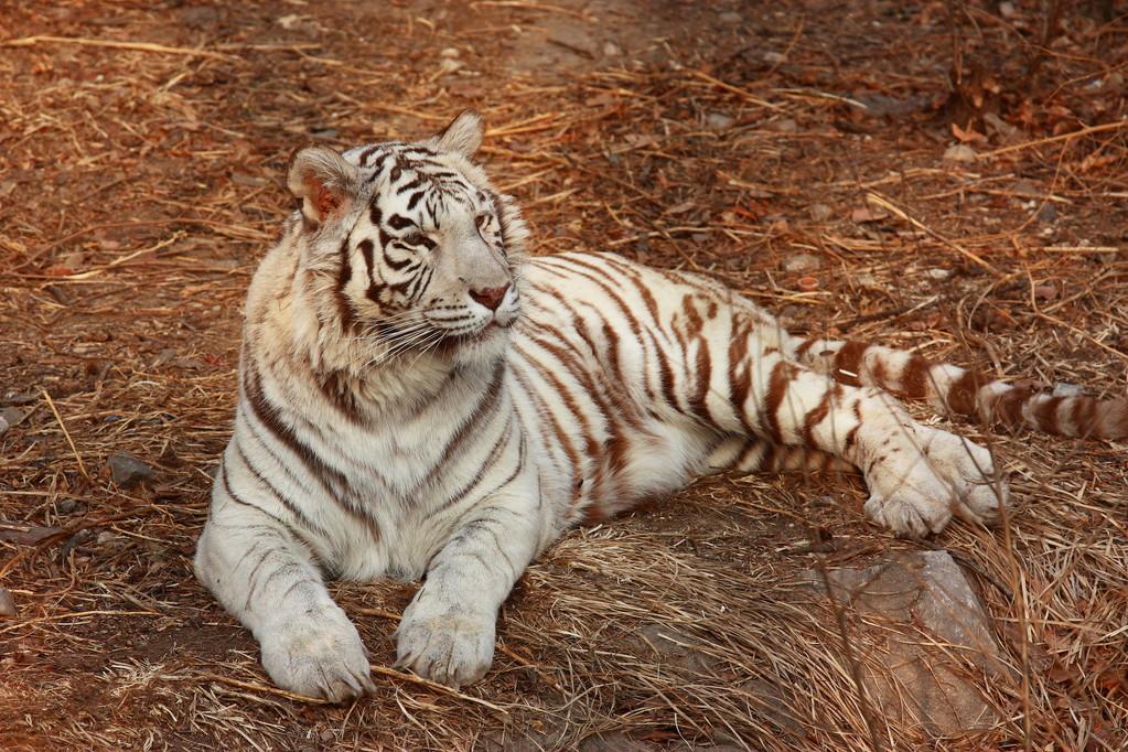 白老虎正版资料免费中,安全设计解析说明法_DIE79.745迷你版