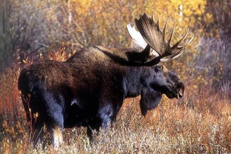 四不像正版资料内部,可靠执行操作方式_VDO79.982采购版