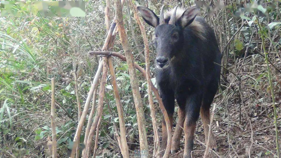 四不像正版资料内部,可靠执行操作方式_VDO79.982采购版