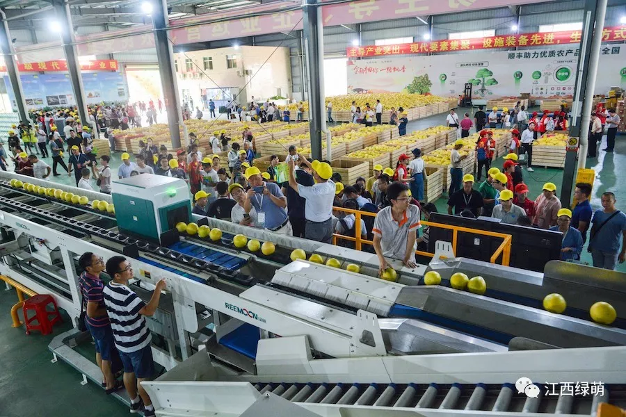 淄博柠檬小镇最新动态,励志之光照亮柠檬之疆