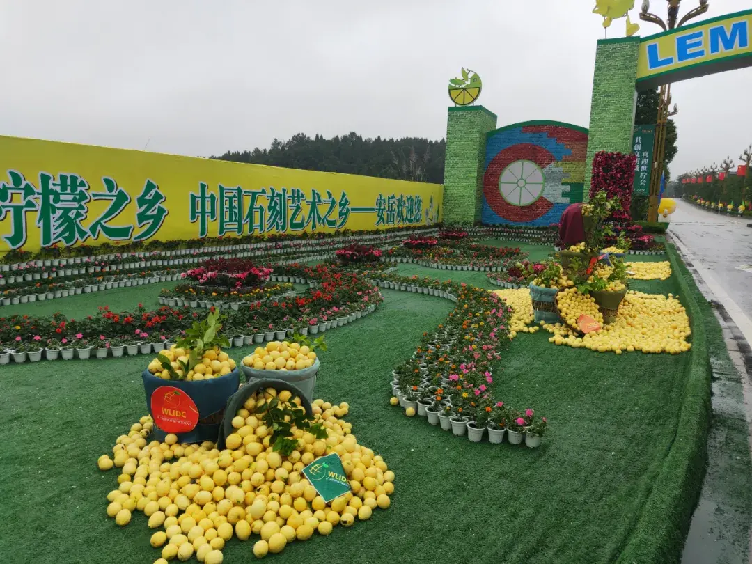 淄博柠檬小镇最新动态,励志之光照亮柠檬之疆