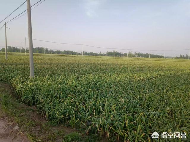 河南大蒜产地最新价格,一场寻找内心平静的绿意之旅