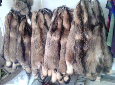 貉子皮最新价格走势,变化中的机遇与自我成长的励志篇章