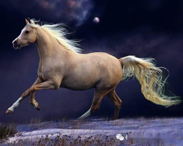 澳门今晚上开的特马,精细化执行设计_5DM10.813