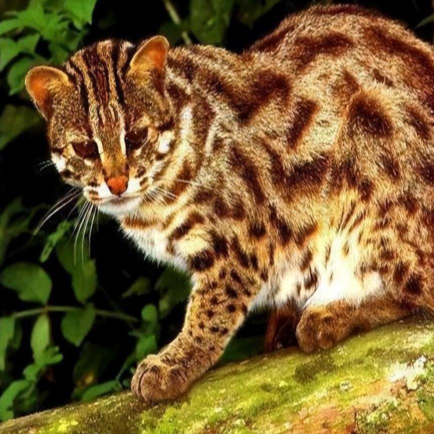 最新豹猫师傅狗出售——探寻小巷中的独特风味