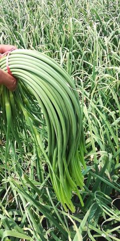 苍山蒜薹价格最新行情