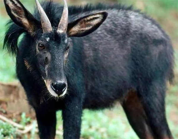 四不像正版资料内部,持续改进策略_UOH23.376安全版