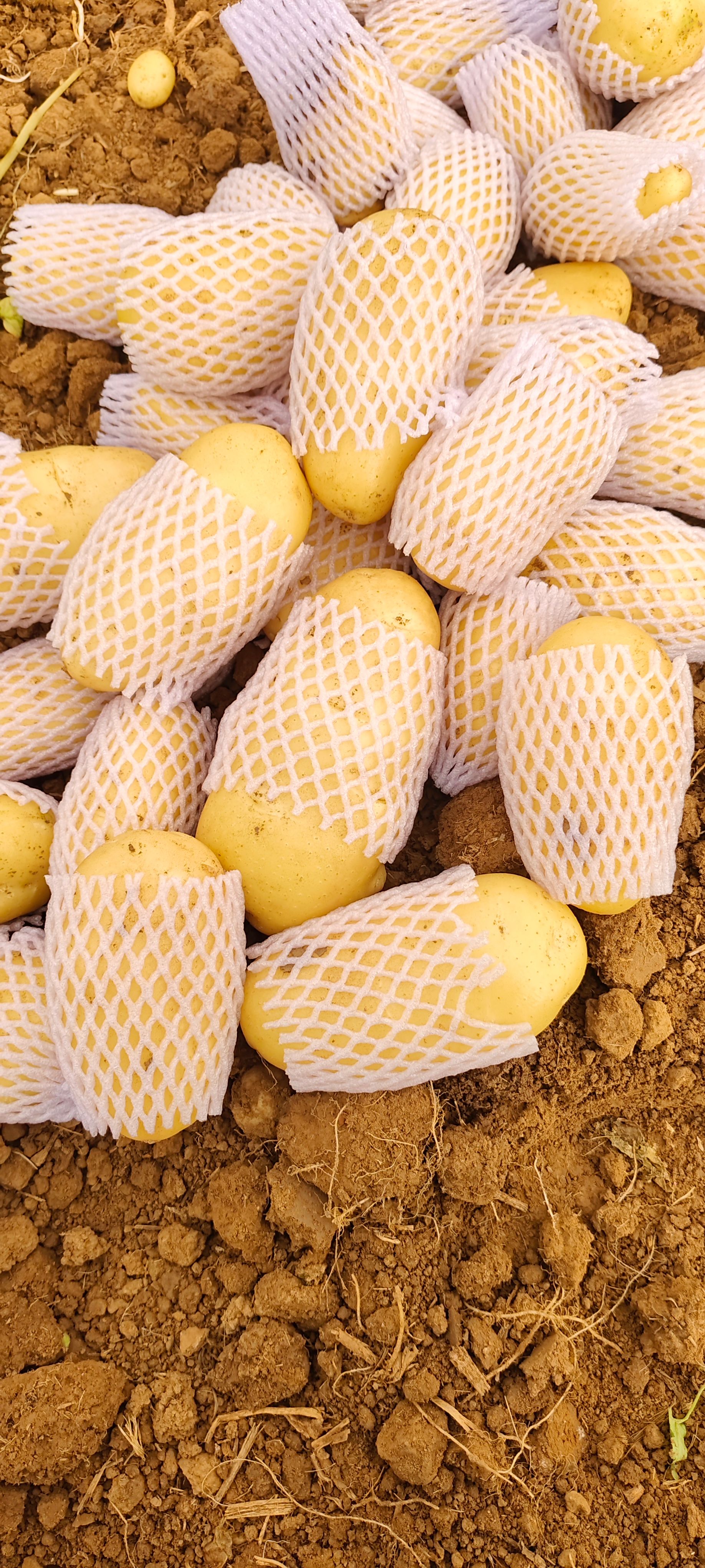 菏泽土豆价格最新行情🔍