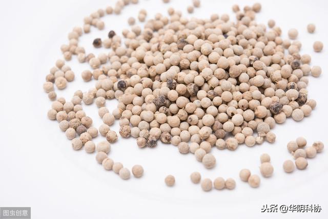 海南白胡椒最新价格揭秘