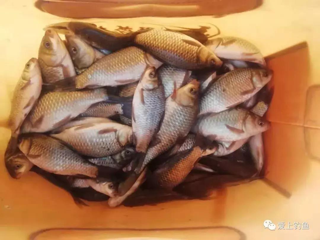 江油最新钓鱼的地方,科技垂钓,梦想成真