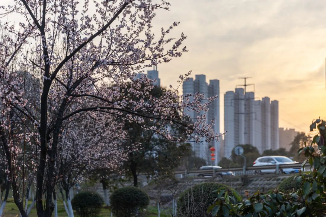 🌸光谷平安春天最新动态🌸