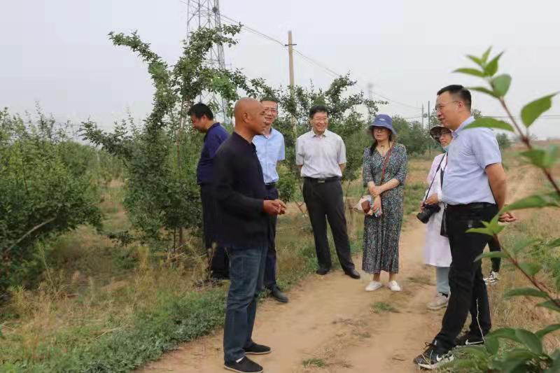 陕西黄芩价格最新动态