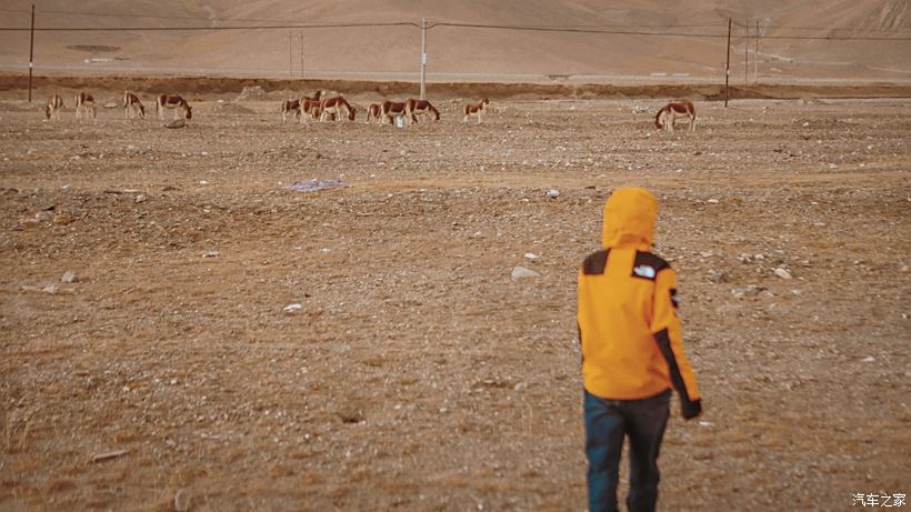 神马最新电影视频,探索自然美景的治愈之旅