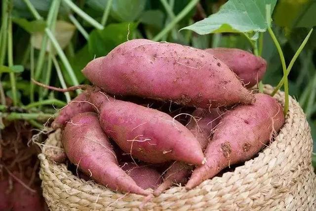 红薯最新品种——科技与生活完美融合的前沿体验