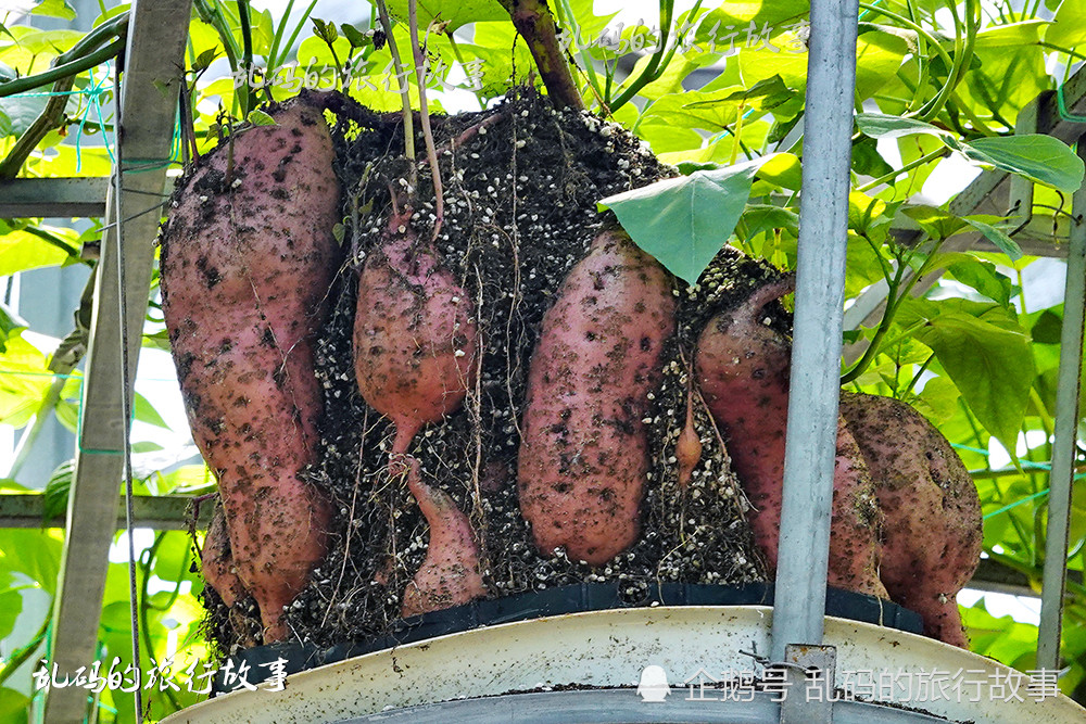 红薯最新品种——科技与生活完美融合的前沿体验