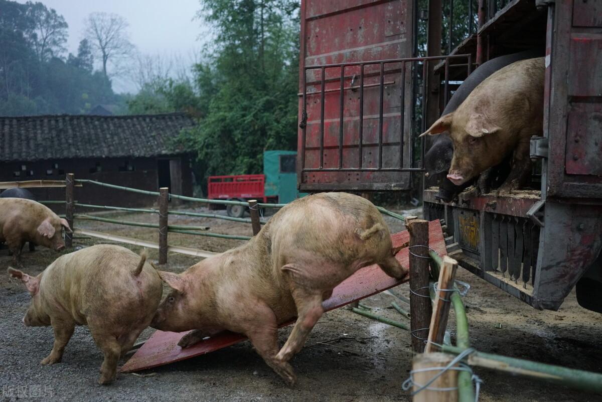 🔥菏泽楼盘最新价格暴跌!购房者的福音来了!🔥