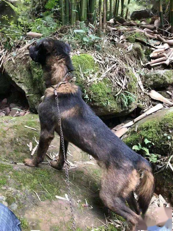 最新凉山猎犬打猎视频,时代的见证与精神的传承