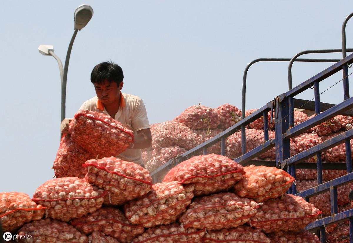 贵州大蒜价格最新行情