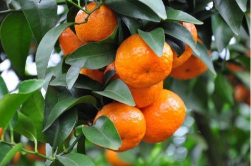 广西鸡价格最新行情分析