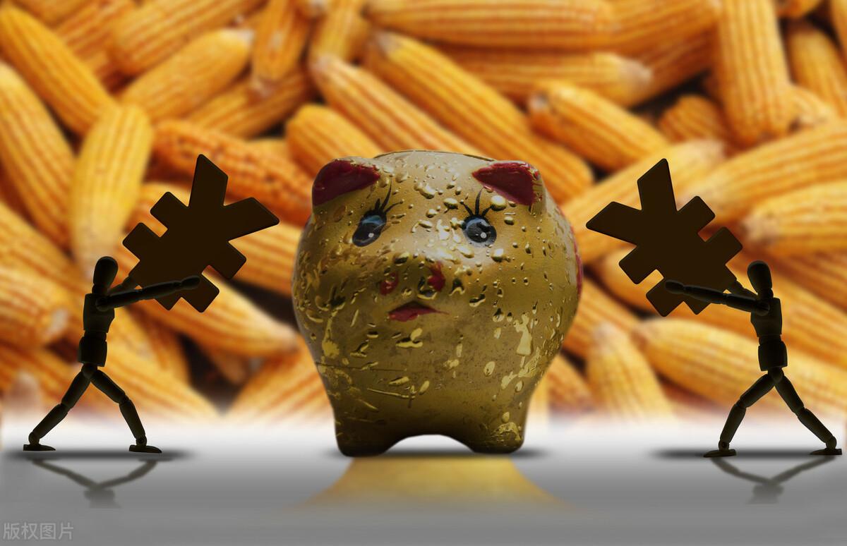 玉米的价格最新行情