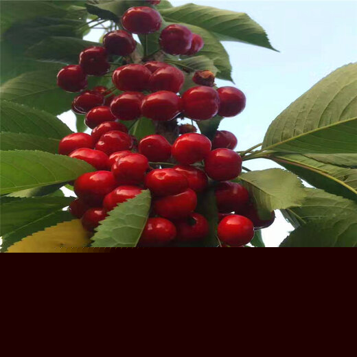 白玉樱桃价格最新行情