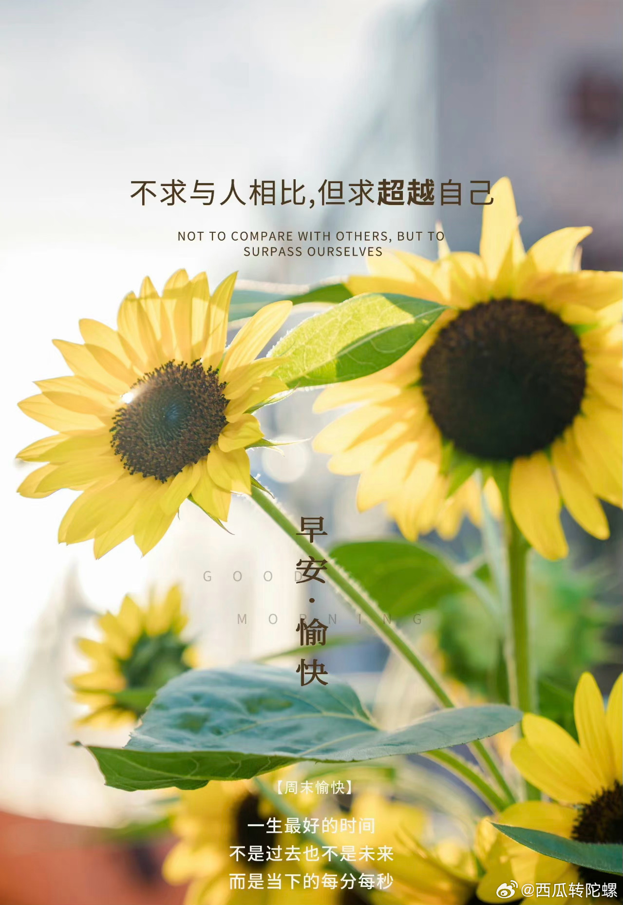 雷米最新小说2024,一场自然美景的探险之旅,寻找内心的平和与喜悦