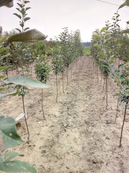 最新苹果树苗,小巷中的绿意宝藏