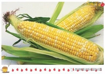 山东最新审定玉米品种与播种希望的故事