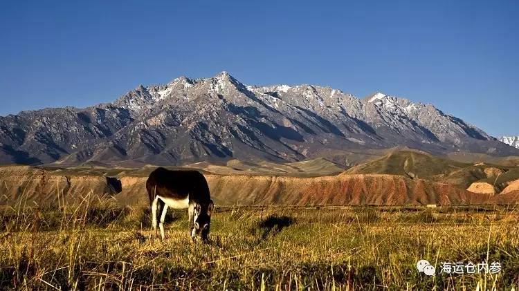 祁连山保护区最新政策,共筑生态文明,守护自然遗产