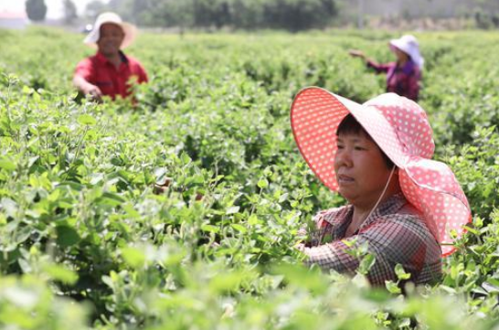 7777788888管家婆凤凰,执行机制评估_Phablet62.320