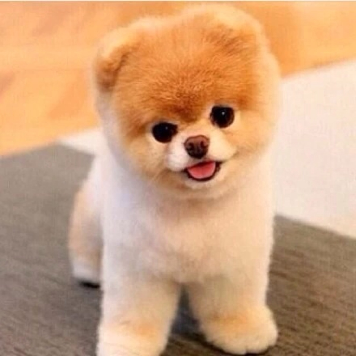 2024新奥正版资料四不像,平衡计划息法策略_强劲版10.371