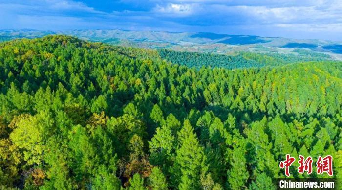 吉林省林业改革最新消息2024,绿色变革,激发自信与活力
