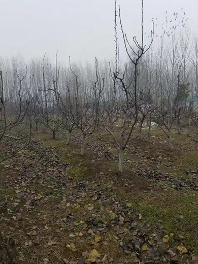 四平梨树贴吧最新消息