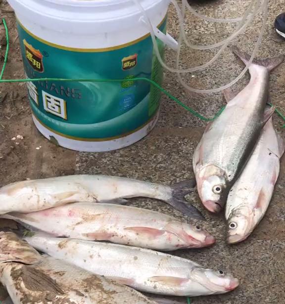 捕鱼达人千炮版最新版本,鱼群中的欢乐时光