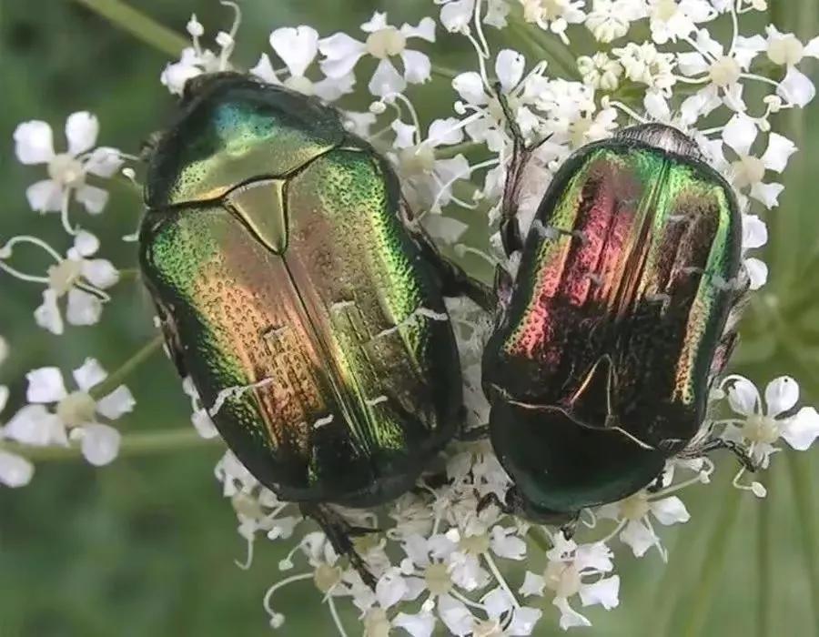 最新金龟子,昆虫世界的璀璨明星