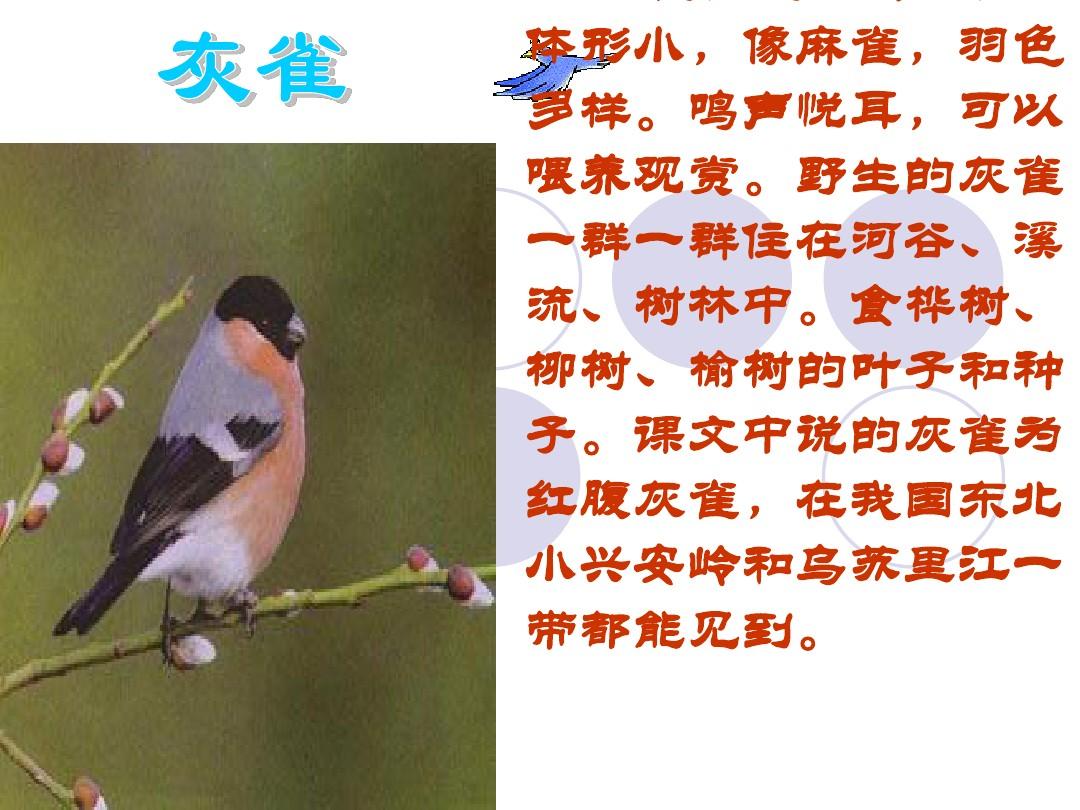 最新灰雀课件,探索灰雀的世界