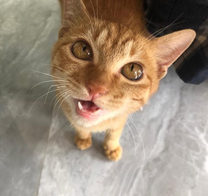 嗨喵喵最新,如何完成一项任务或学习一种技能的详细步骤指南