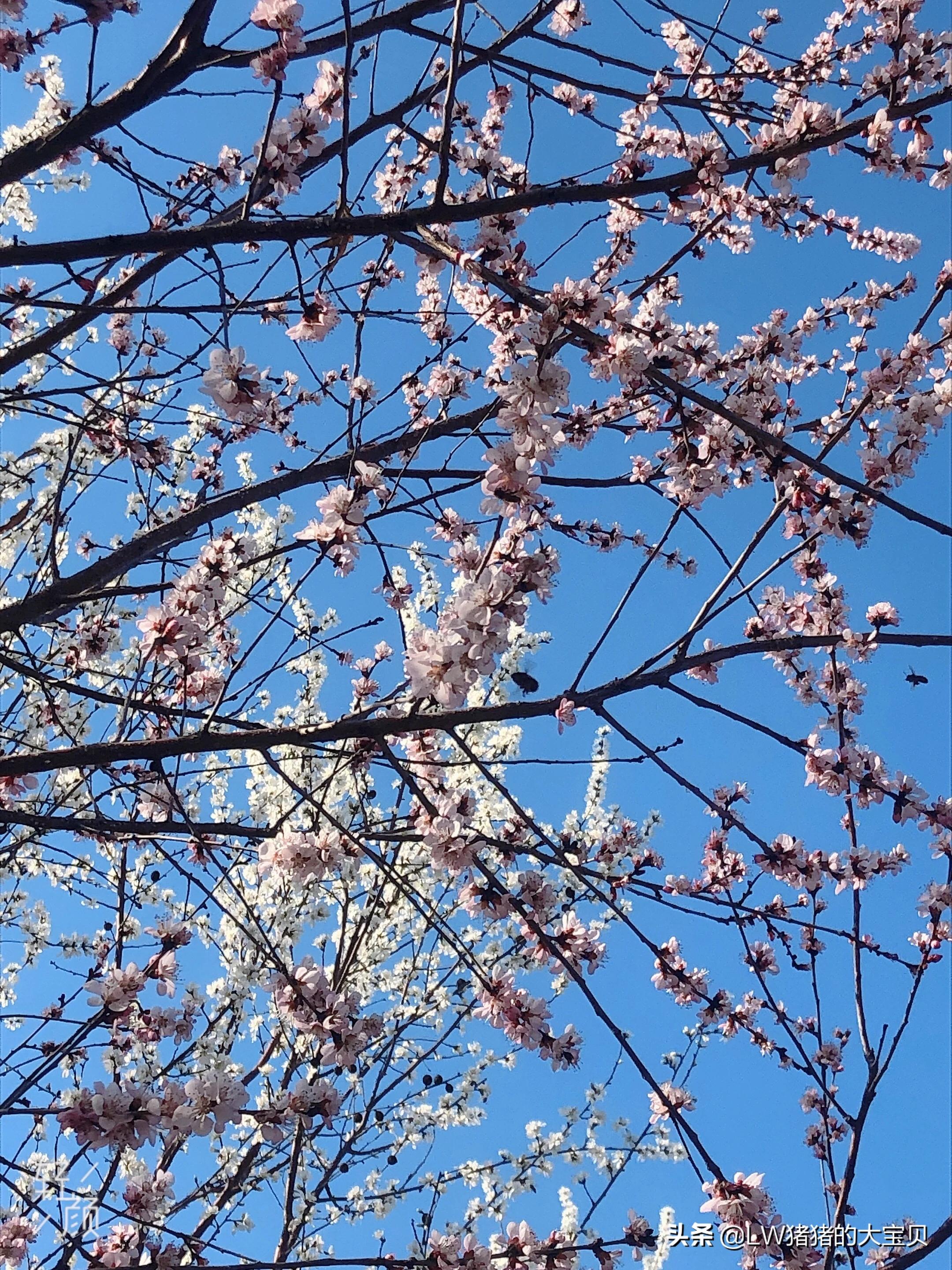 最新国家疫情消息📢🌸