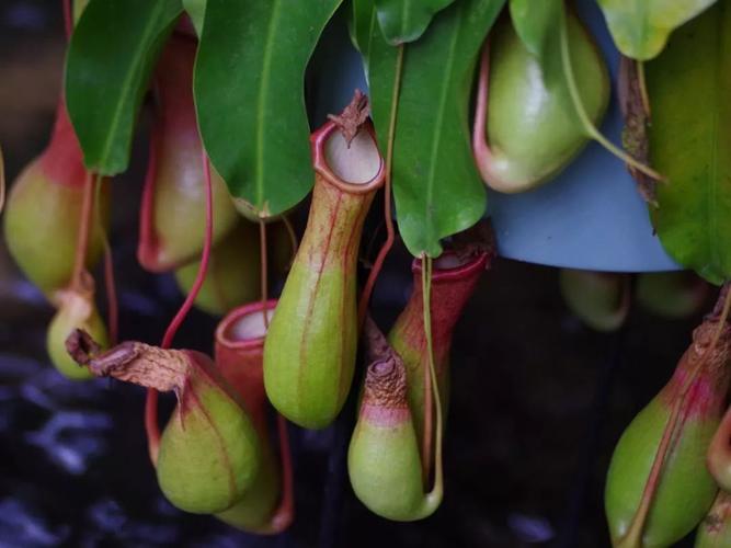 最新猪笼草的神奇世界,探索自然奥秘的向导