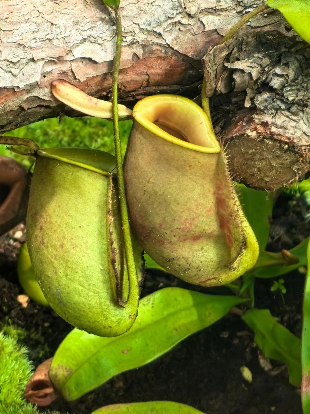 最新猪笼草的神奇世界,探索自然奥秘的向导