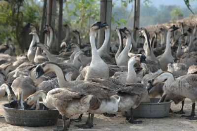 今日最新鹅价格,时代背景下的市场洞察