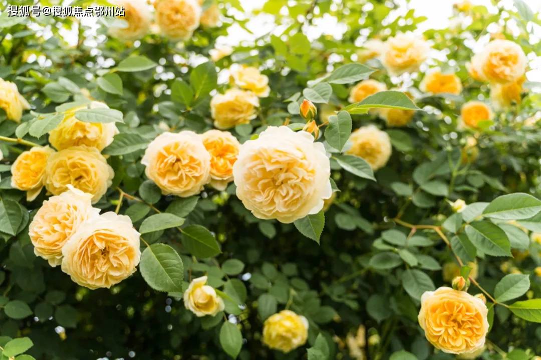 百百最新版,深入解析其优劣与我的观点