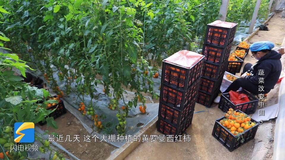 最新大棚菜,科技与农业的完美结合