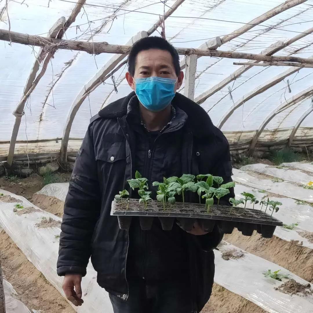 最新大棚菜,科技与农业的完美结合