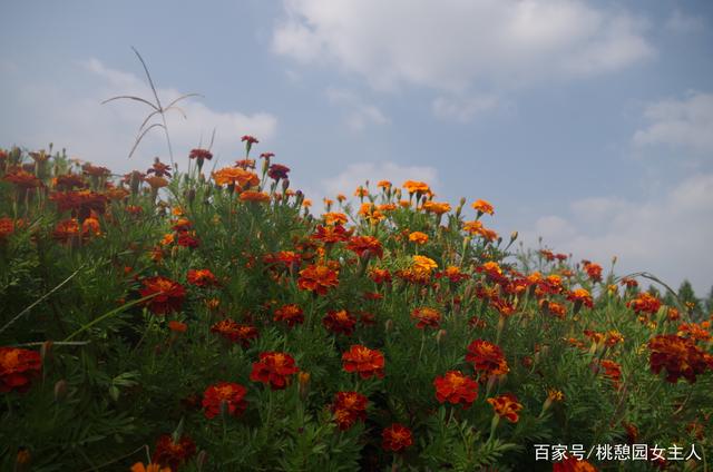 百花丛最新,一场与自然美景的邂逅,寻找内心的平和与喜悦