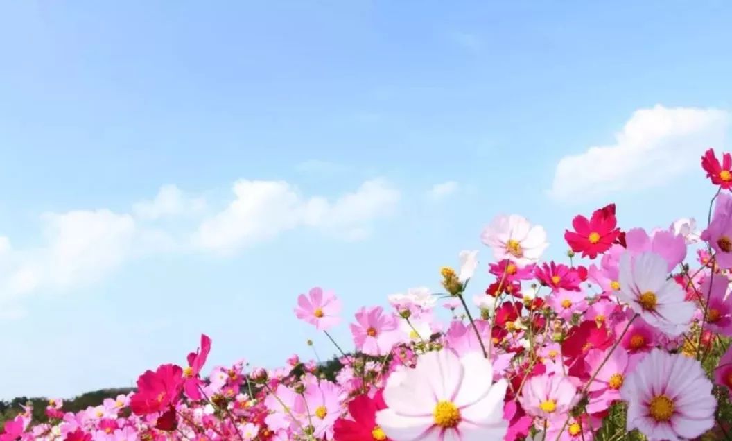 百花丛最新,一场与自然美景的邂逅,寻找内心的平和与喜悦