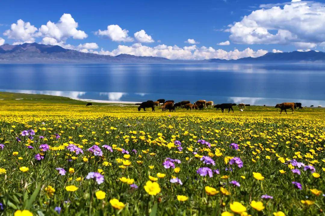 最新金龙鱼,一场自然美景的探索之旅