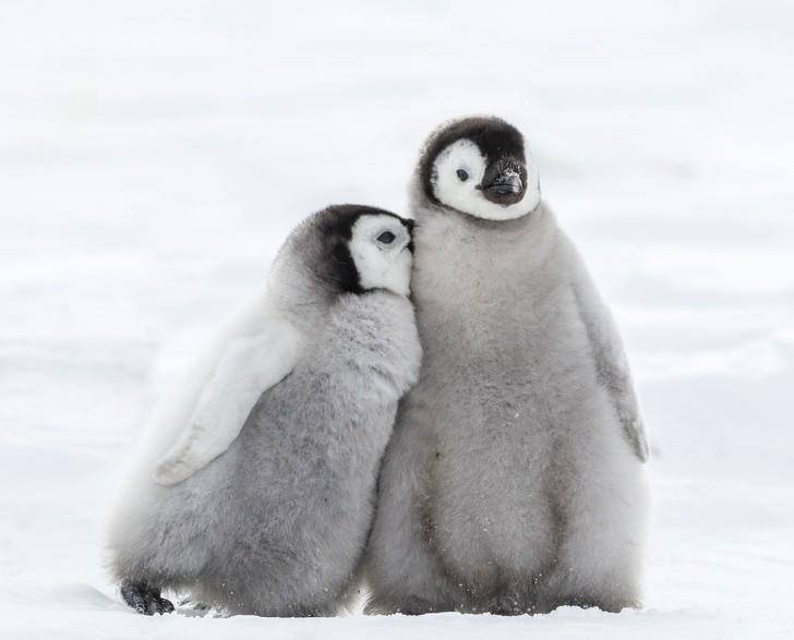 最新企鹅情头,时代的印记与情感的共鸣